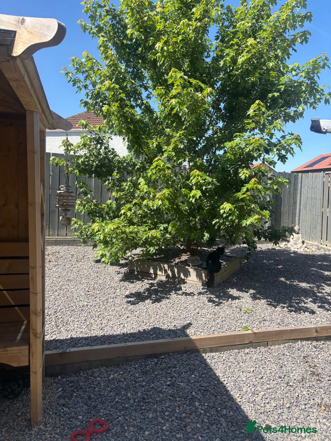 Netherland Dwarf rabbits for sale: Netherland  - Image 1