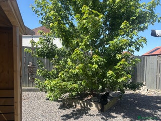 Netherland Dwarf rabbits - Advert 1