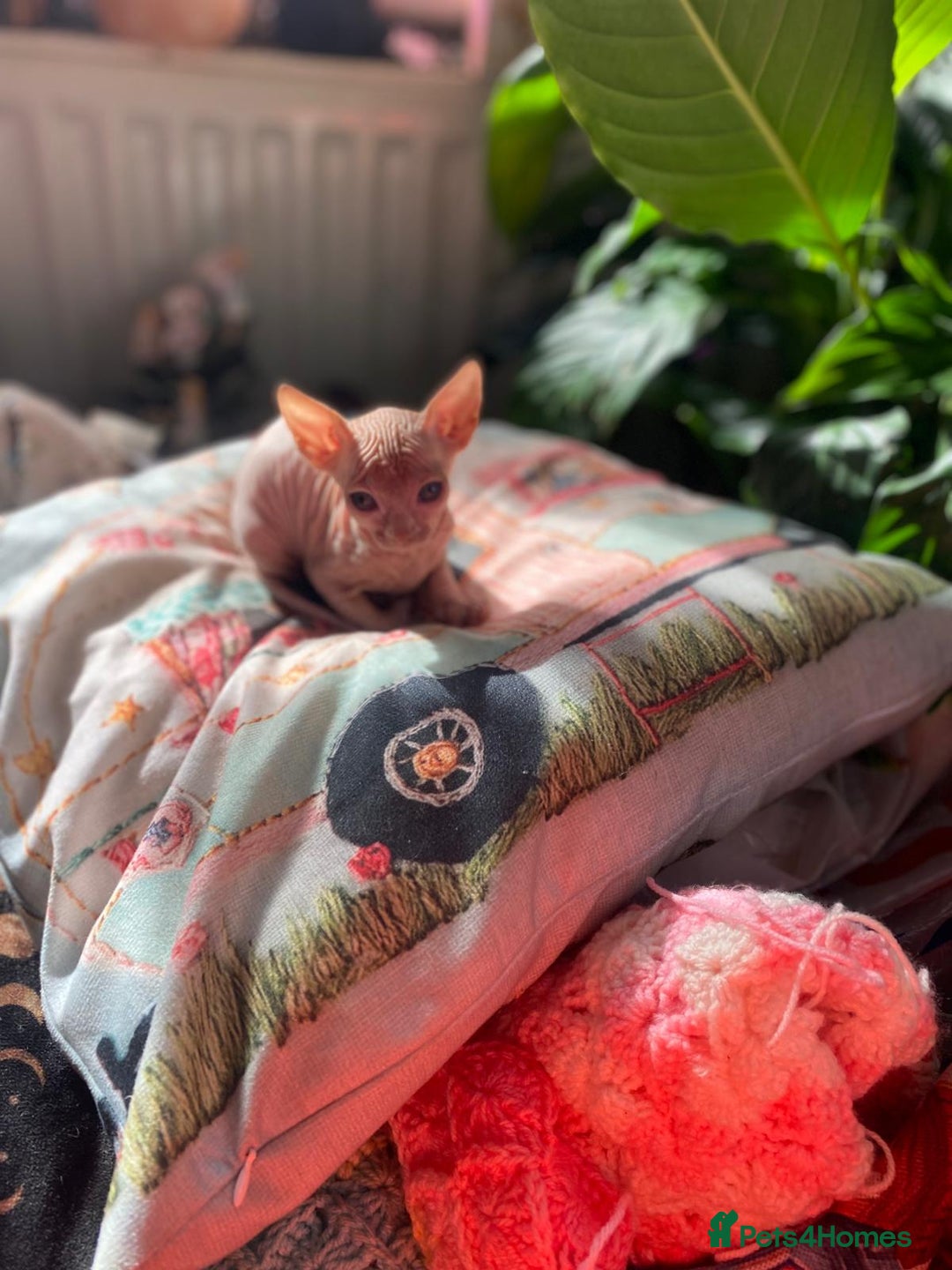 Sphynx cats for sale: Sphynx kittens full of love to give - Image 13