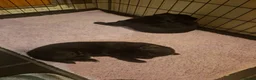 Sheprador dogs for sale: K.C registered German Shepherd × Labrodore pups  - Advert 25