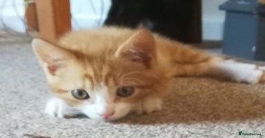 Mixed Breed cats - Advert 4
