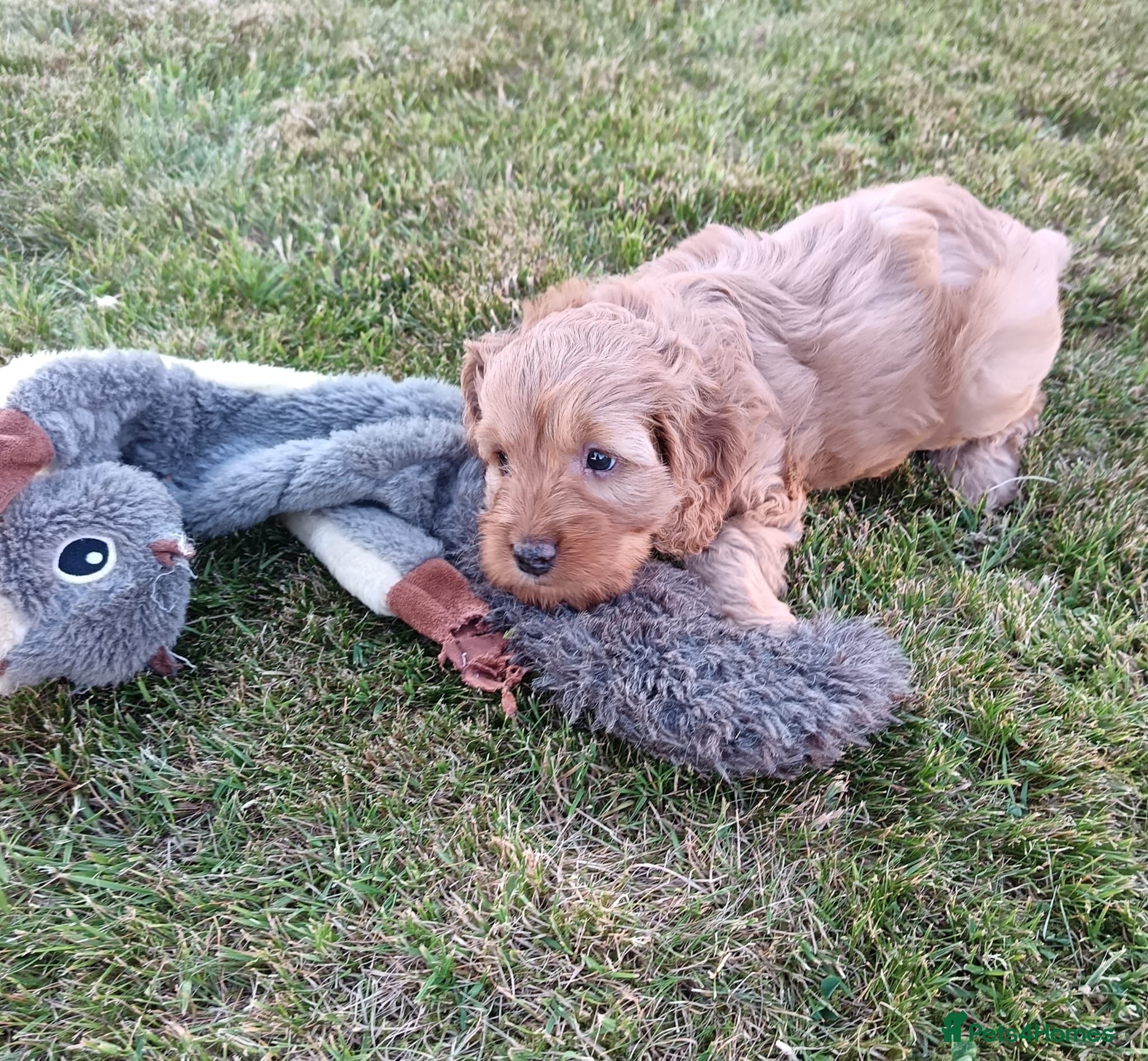 Cockapoo dogs Gorgeous F2B Cockapoo puppies Health Tested  - Advert 4