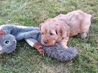 Cockapoo dogs Gorgeous F2B Cockapoo puppies Health Tested - Advert 4