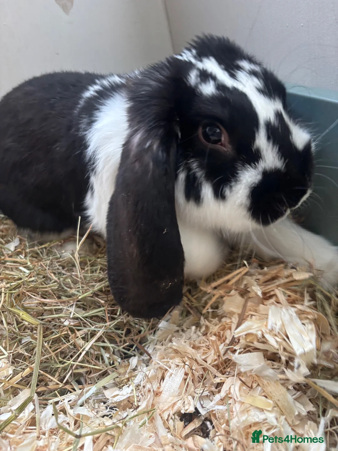 French Lop rabbits for sale: Gorgeous French lop male - Advert 2