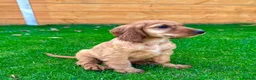 Cocker Spaniel dogs for sale: Golden Show CockerSpaniel Babies 🐾🐾🐾 - Advert 1