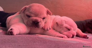 French Bulldog dogs - Advert 3
