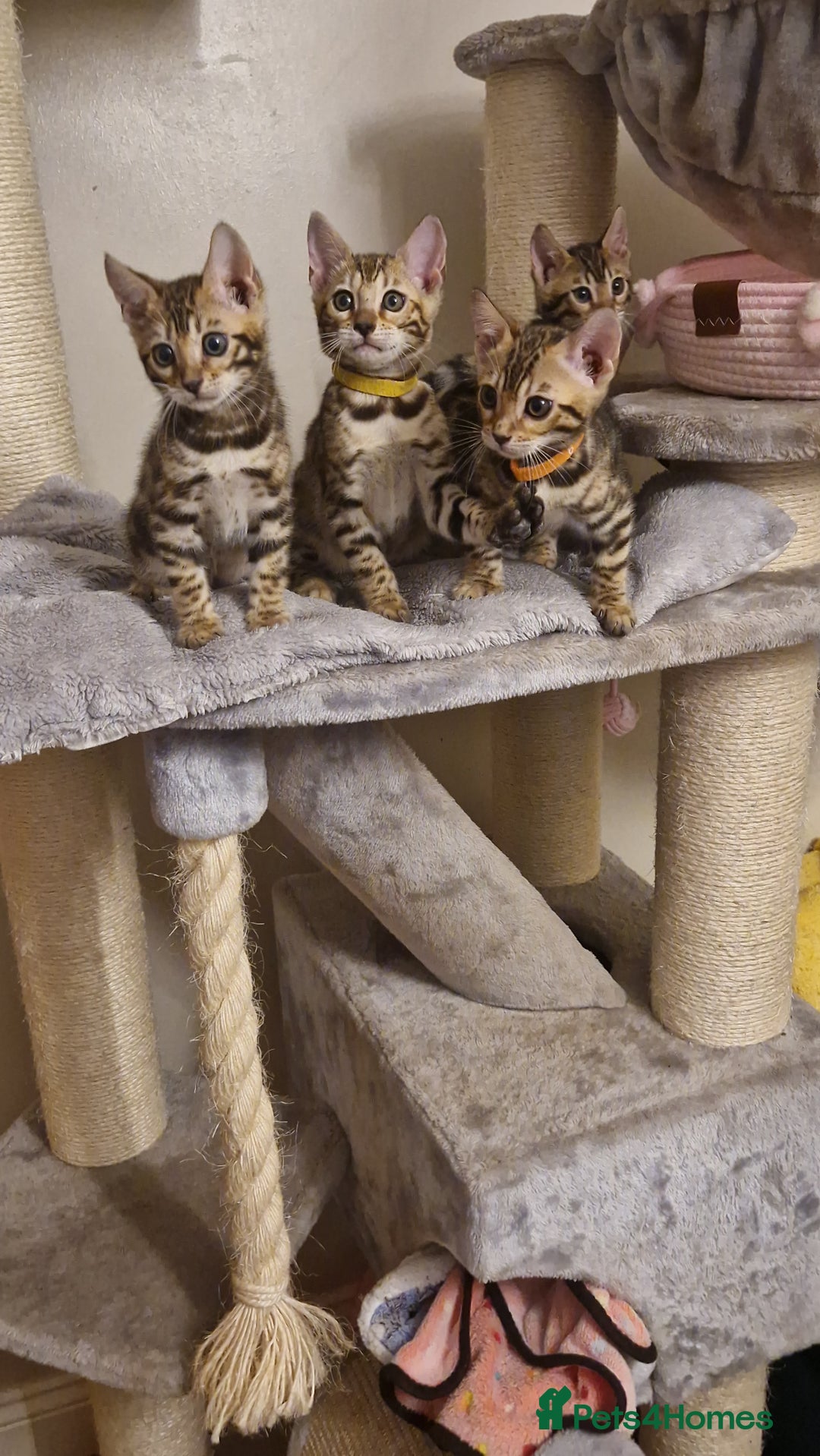 Bengal cats for sale: Beautiful kittens 🥰 - Advert 4