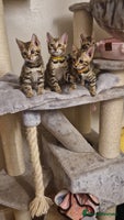 Bengal cats Beautiful kittens 🥰 - Advert 3