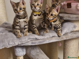 Bengal cats Beautiful kittens 🥰 - Advert 4