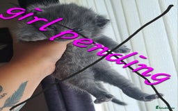 Mixed Breed cats for sale: Kittens DOB 1/8/25 - Image 11