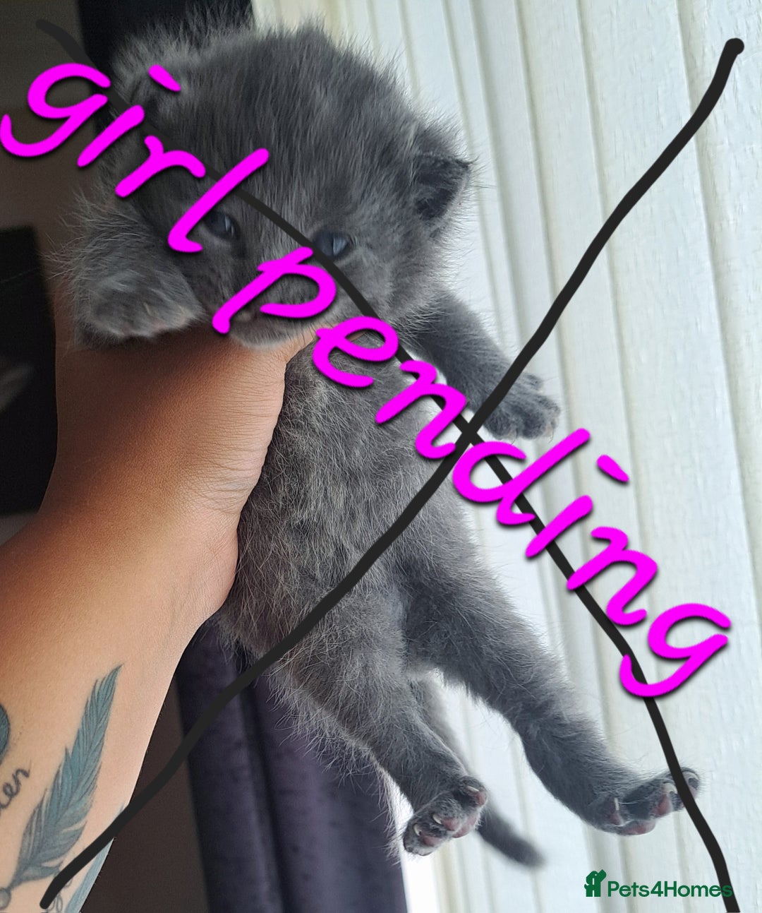 Mixed Breed cats for sale: Kittens DOB 1/8/25 - Image 11
