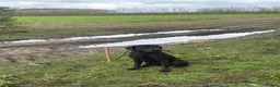 Labrador Retriever dogs for sale: 3 year old lab bitch  - Advert 5