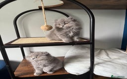 British Longhair cats for sale: GCCF REGISTERED British Longhair Girls  - Image 9