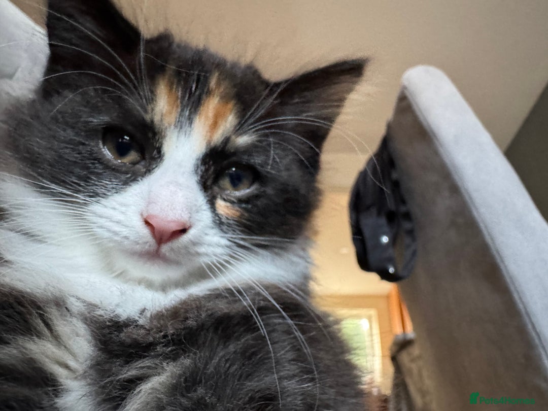 Mixed Breed cats for sale: Cute Kittens for Sale - Ginger, Grey and Black - Image 19