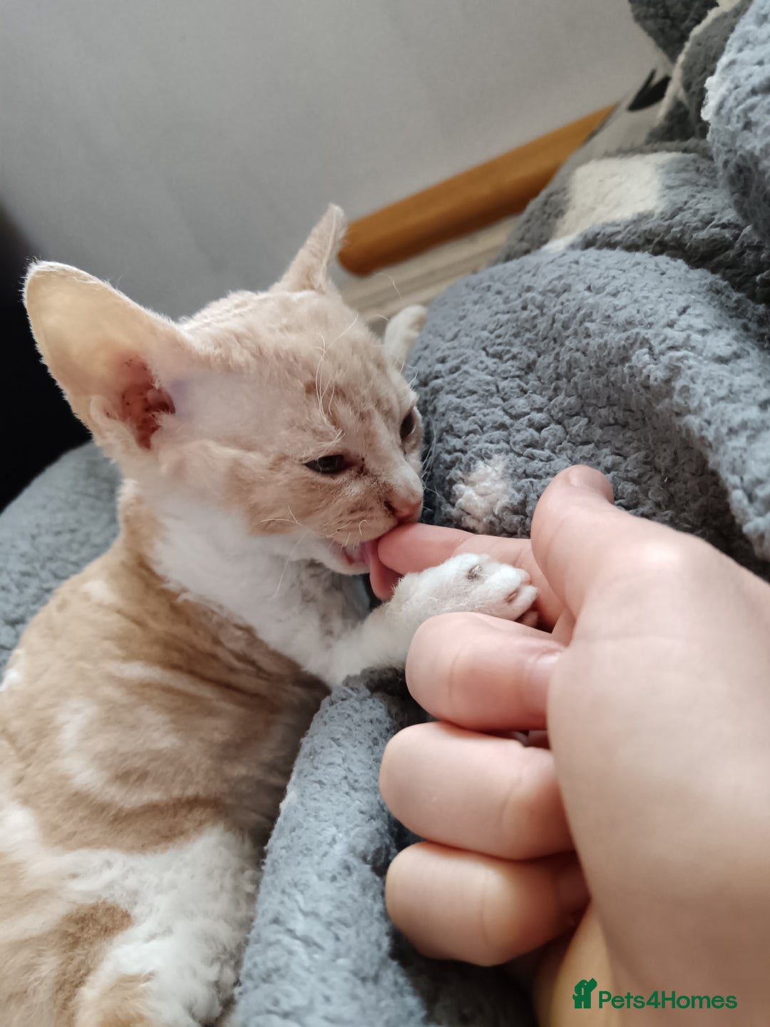 Domestic Shorthair cats for sale: 3 beautiful kittens - Image 17