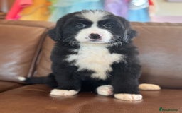 Mixed Breed dogs for sale: Labernese x Bernese mountain dog puppies - Image 2