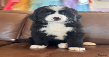 Mixed Breed dogs - Advert 3