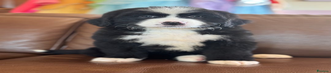 Mixed Breed Puppy 2