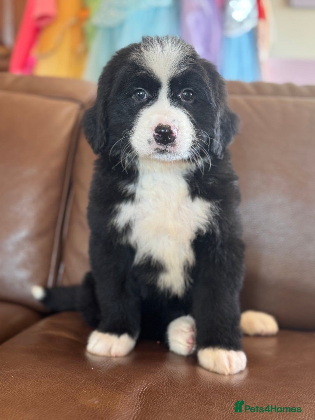 Mixed Breed dogs for sale: Labernese x Bernese mountain dog puppies - Image 2