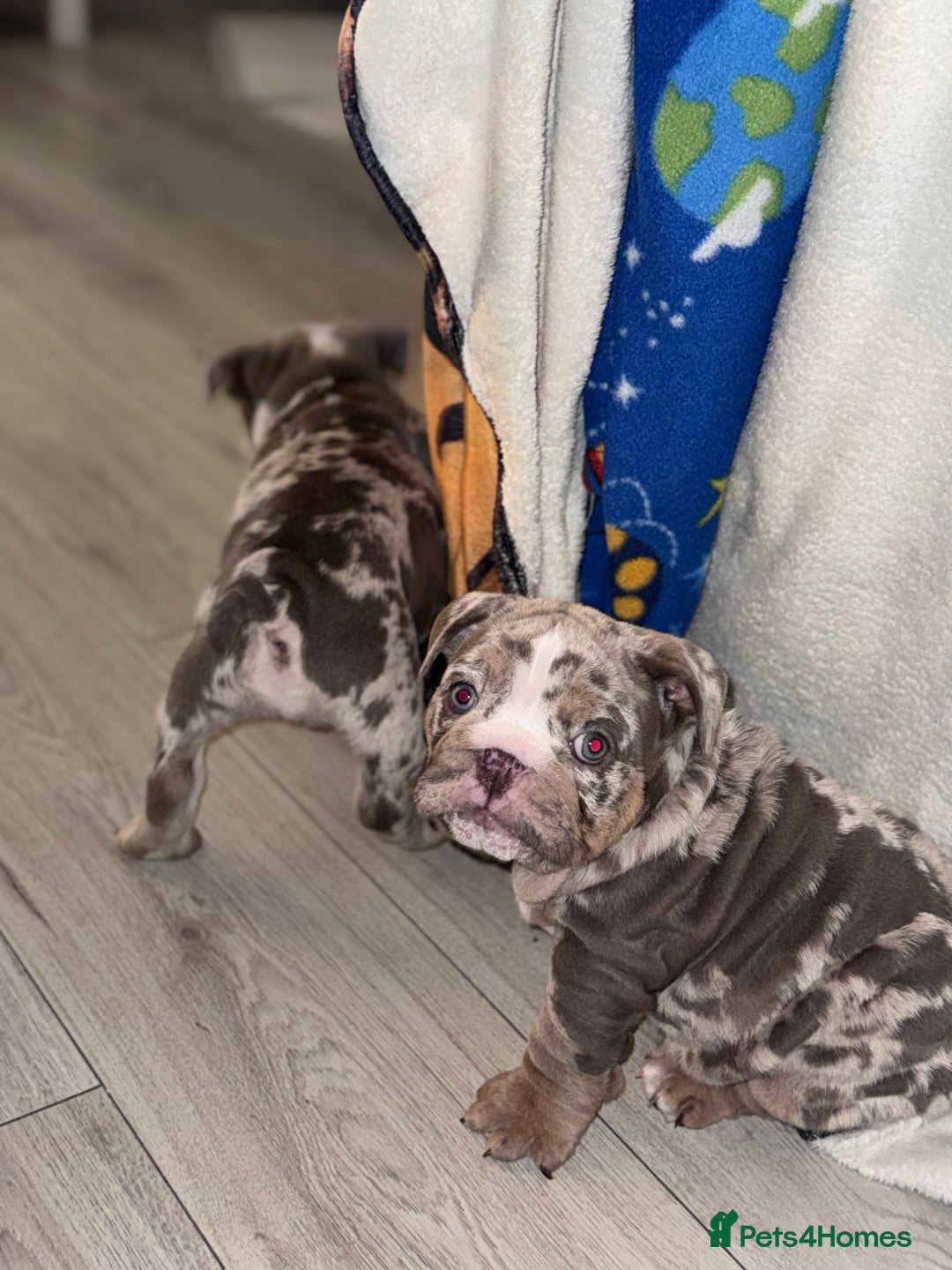 English Bulldog dogs for sale: English Bulldogs ready to leave 10/12/25  - Advert 31