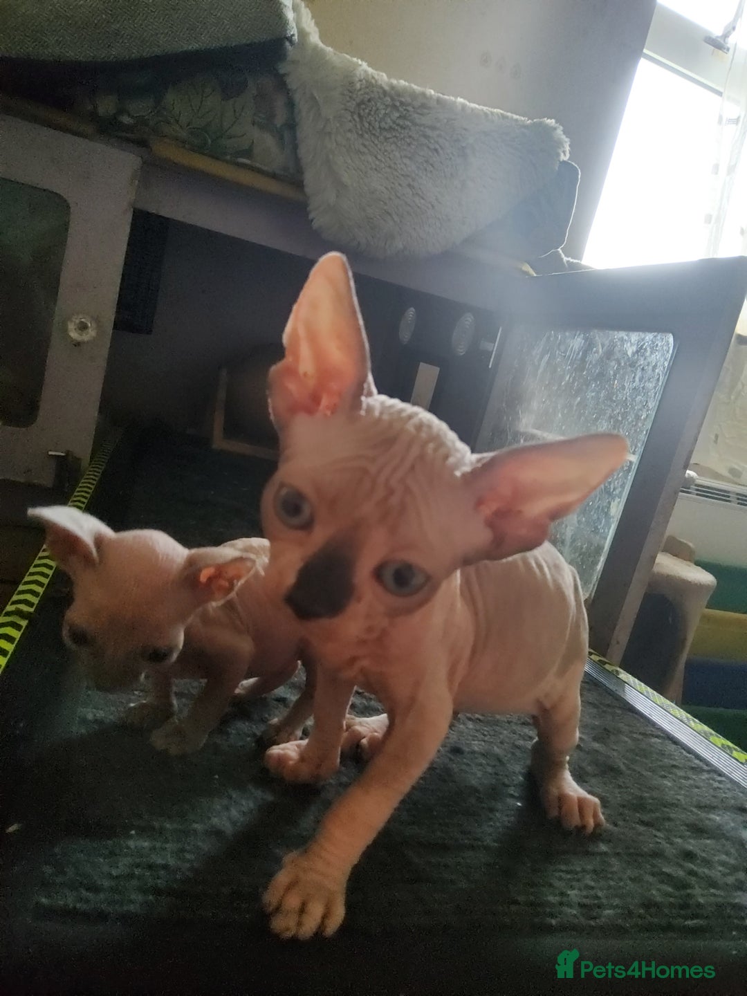 Sphynx cats for sale: I would like a girl and a boy in one family. - Image 11
