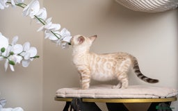 Bengal cats for sale: Frankie-Stunning Snow Bengal-TICA-Available now! - Image 16