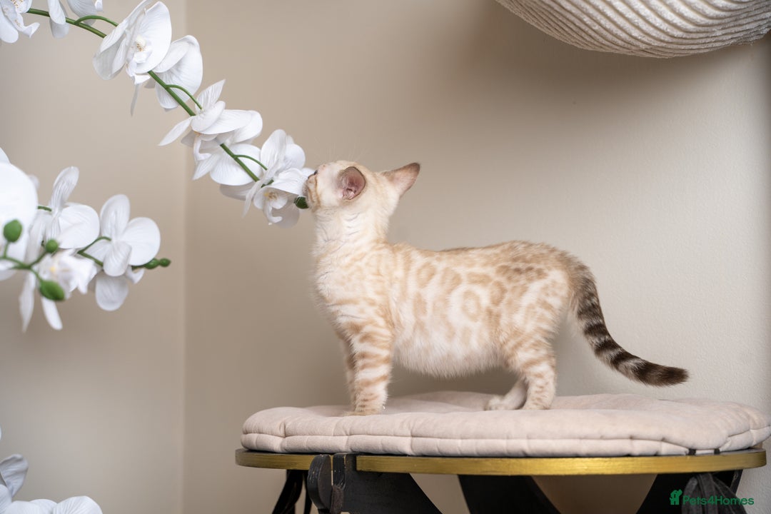 Bengal cats for sale: Frankie-Stunning Snow Bengal-TICA-Available now! - Image 16