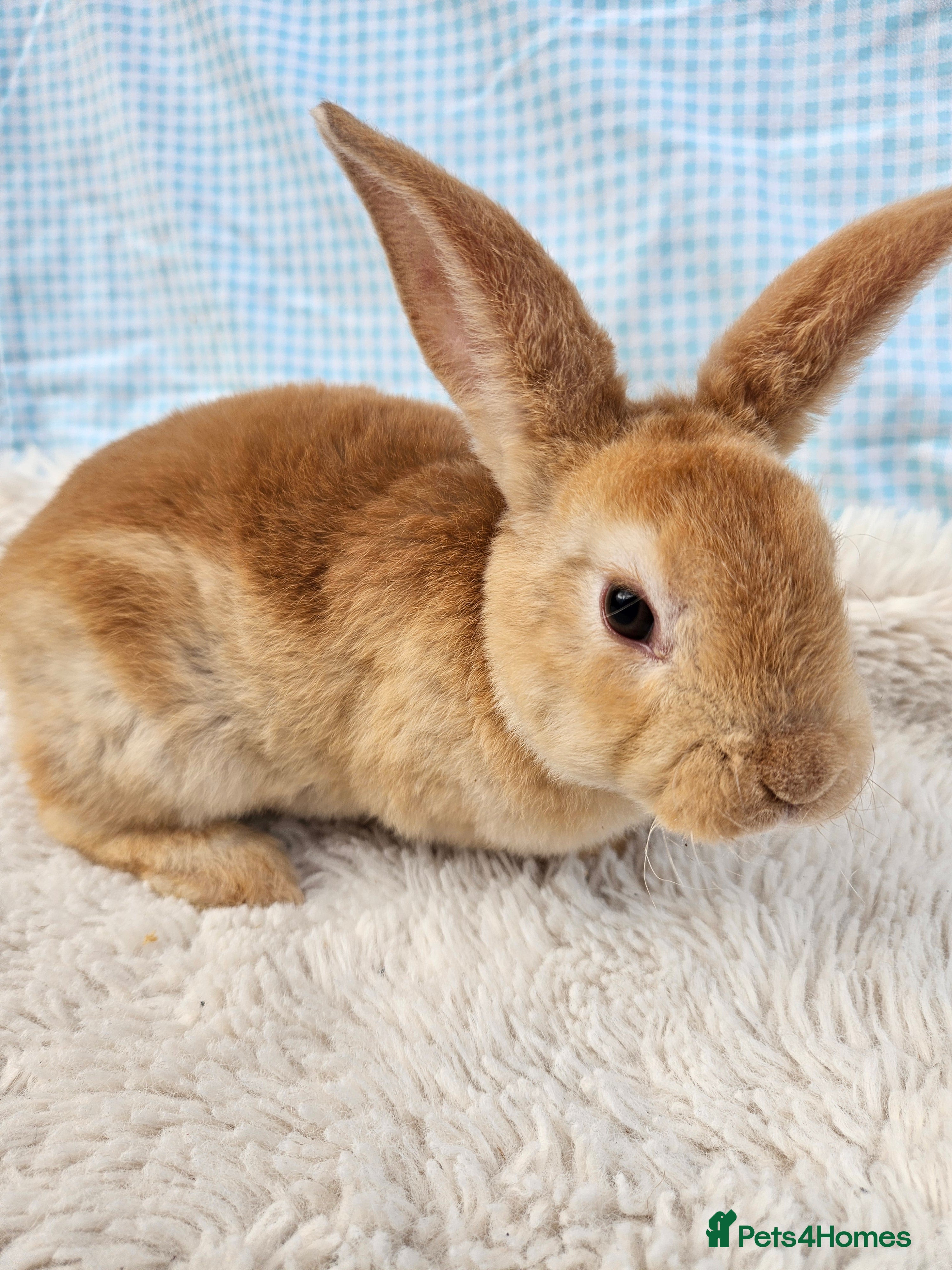 Mini Lop rabbits Red Rex x Mini Plush Lop - Advert 8