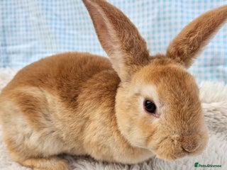 Mini Lop rabbits Red Rex x Mini Plush Lop - Advert 4