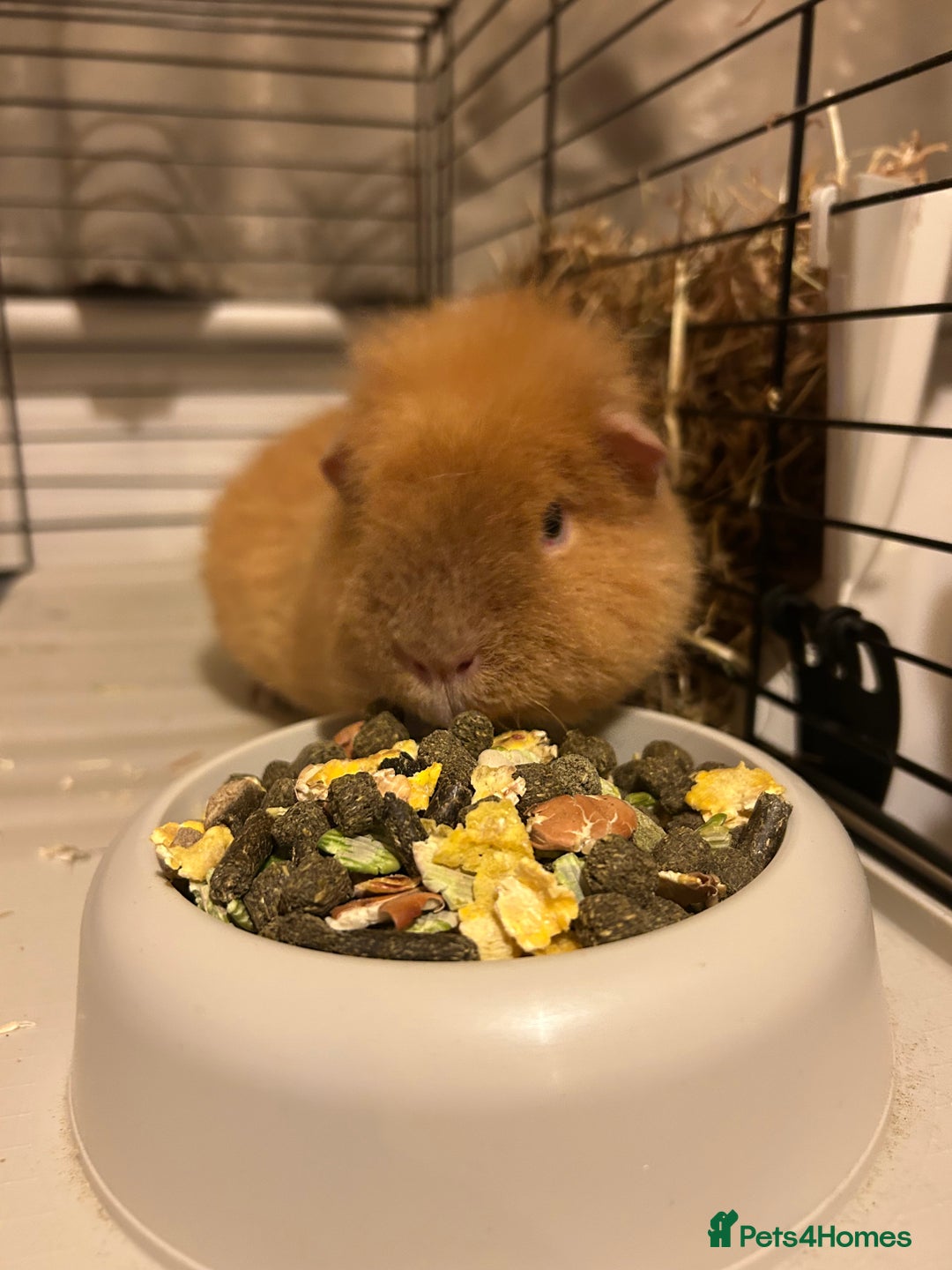 Guinea Pig rodents for sale: Female guinea pigs  - Image 5