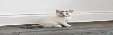 Kitten 2