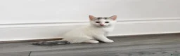 Mixed Breed cats for sale: 4 tabby patch kittens - Advert 4