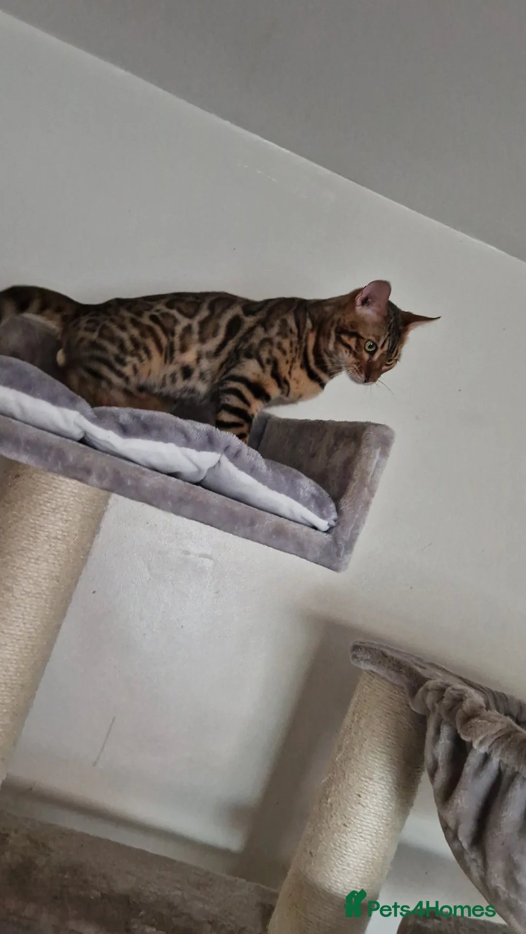 Bengal cats for sale: Active Tica registered boy😍 - Advert 22