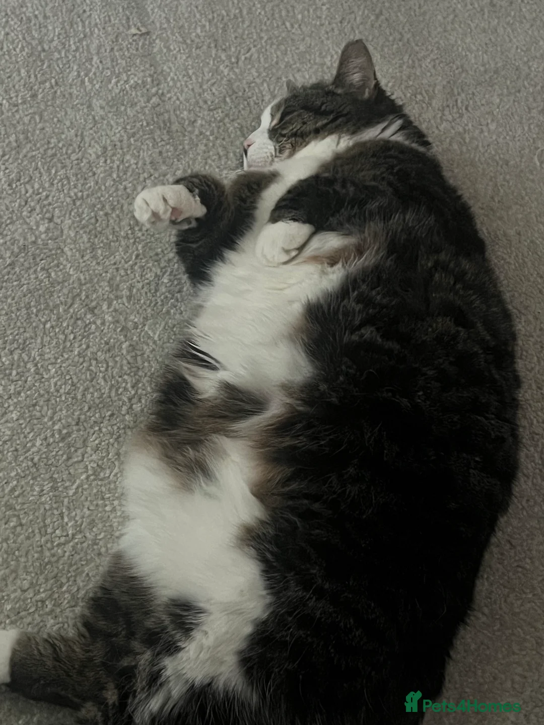 American Shorthair cats for sale: Belly looking for lovely home - Advert 4