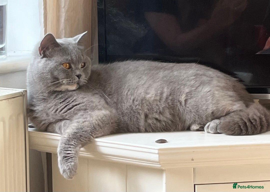 British Shorthair cats for sale: BSH female blue cream - Image 2