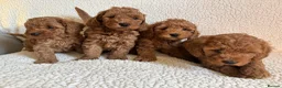 Cockapoo dogs for sale: F1b cockapoo puppies - DNA health test clear  - Advert 10