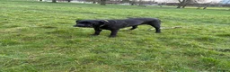 Cane Corso dogs for sale: Rehoming - Advert 2