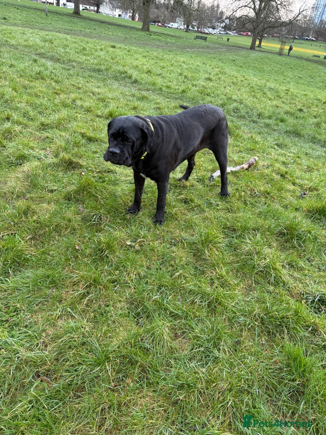 Cane Corso dogs for sale: Rehoming - Advert 2