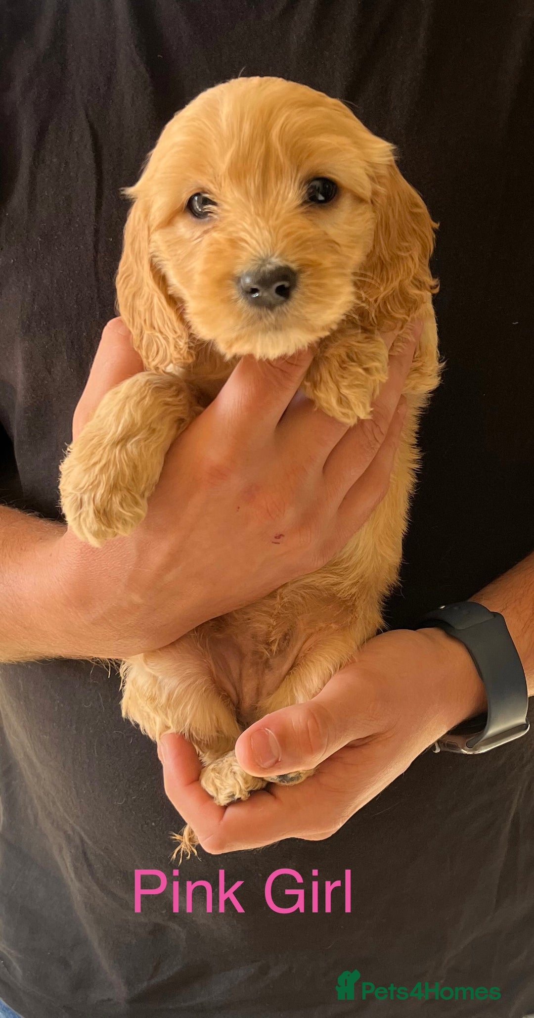 Cockapoo dogs for sale: Beautiful Cockapoo Puppies - Image 7