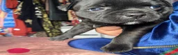 Staffordshire Bull Terrier dogs for sale: 🐾 KC  Staffordshire Bull Terrier Puppies in West Bromwich - Advert 14