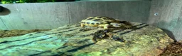 Tortoise reptiles for sale: Horsfields Tortoise - Advert 5