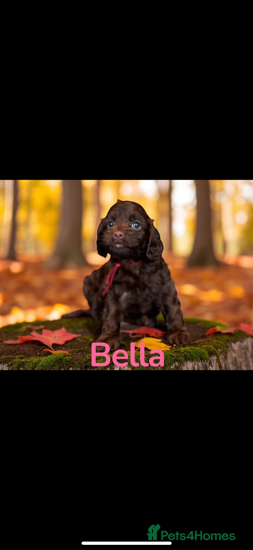 Cockapoo dogs for sale: *READY MONDAY* girls F1 CHOCOLATE DNA CLEAR  - Image 10