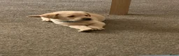 Labrador Retriever dogs for sale: Labrador puppies - Advert 2