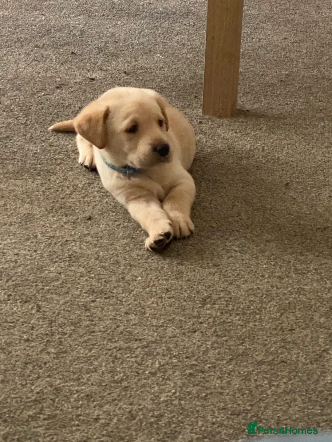 Labrador Retriever dogs for sale: Labrador puppies - Advert 2