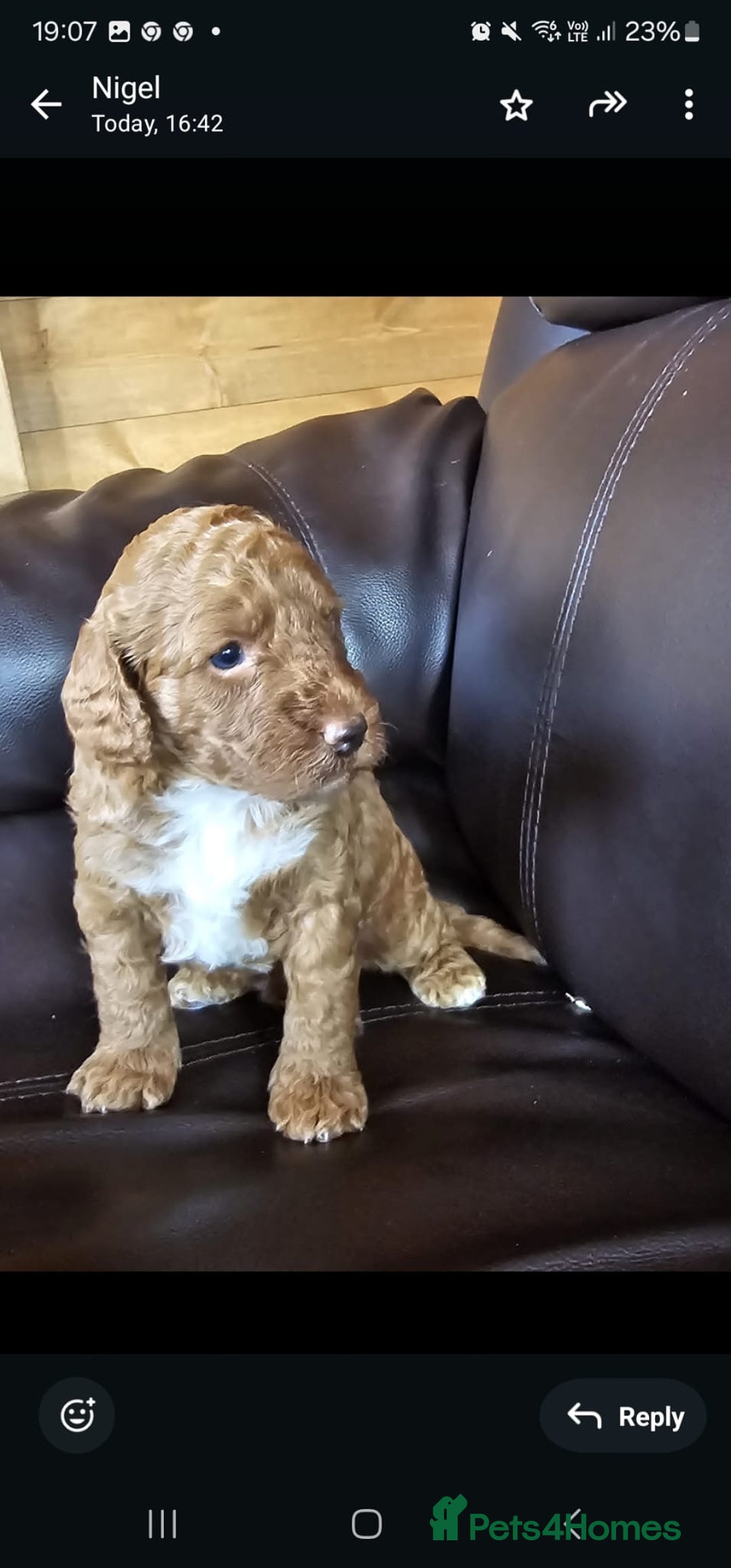 Cockapoo dogs for sale: 5 gorgeous red cockapoos  - Image 6
