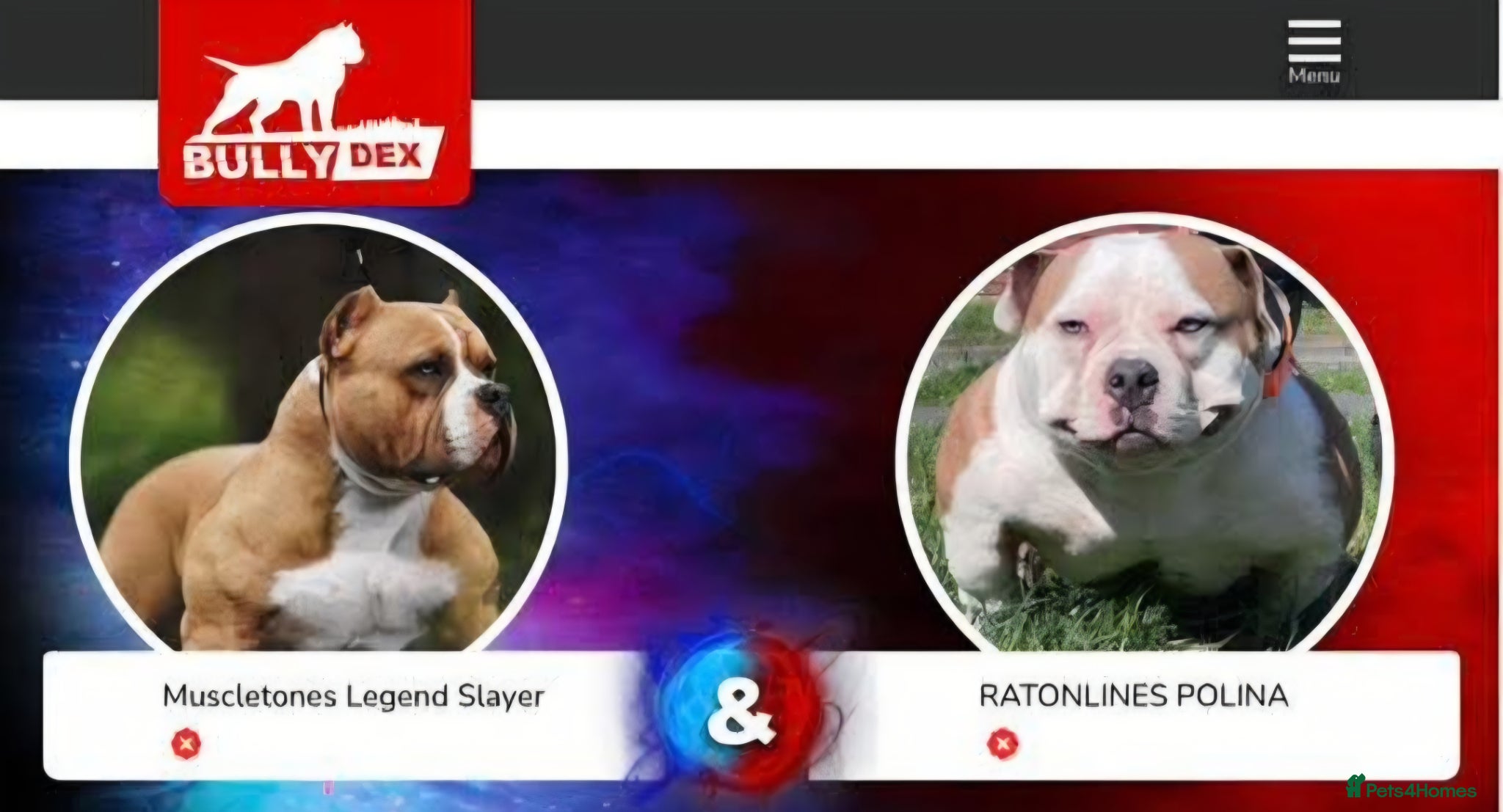 American Bully dogs Muscletone Bloodline American Bully Puppies - Advert 12