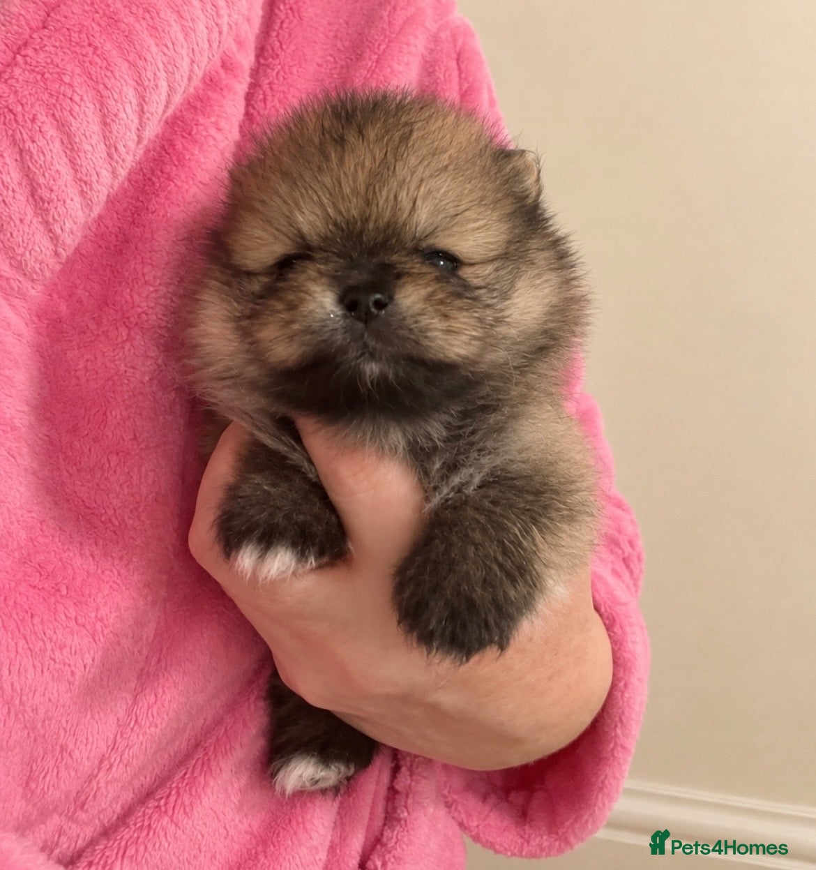Pomeranian dogs Pomeranian puppy’s  - Advert 12