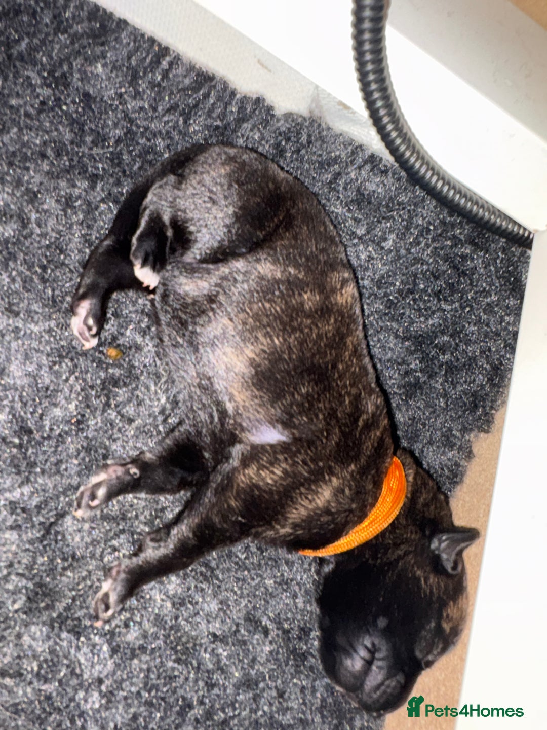 Mixed Breed dogs for sale: Belgium Malinois x Dutch Herder Puppies - Advert 8