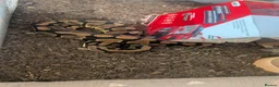 Python Snake reptiles for sale: Female Ball Python 6 months  in Coventry - Advert 2