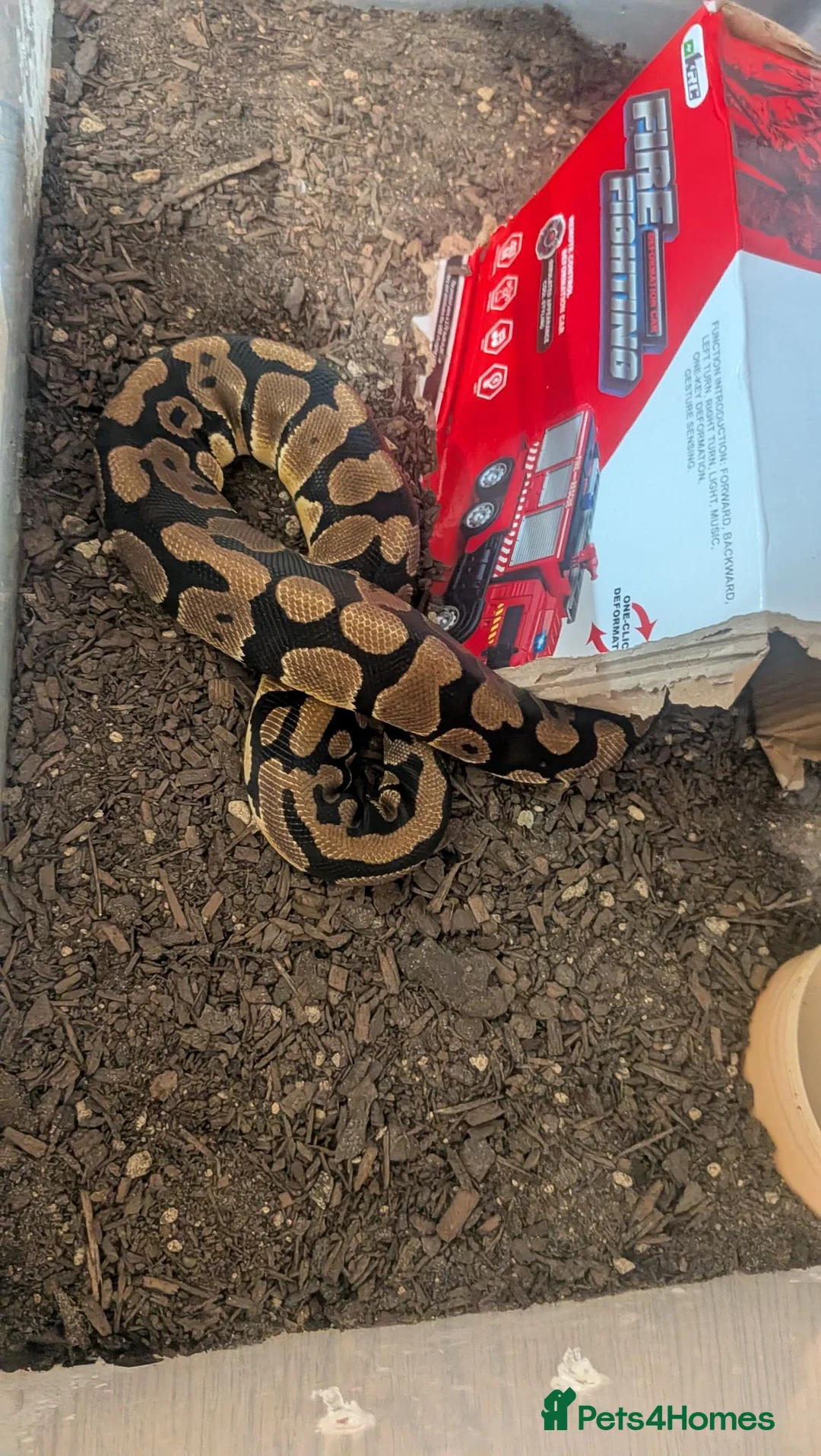 Python Snake reptiles for sale: Female Ball Python 6 months  in Coventry - Advert 2